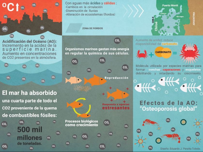 Acidificación de los océanos: causas y efectos en el medio ambiente