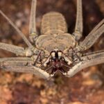Amblipigios: características tipos y su fascinante naturaleza
