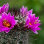 Amenazas a la flora: plantas mexicanas en riesgo crítico