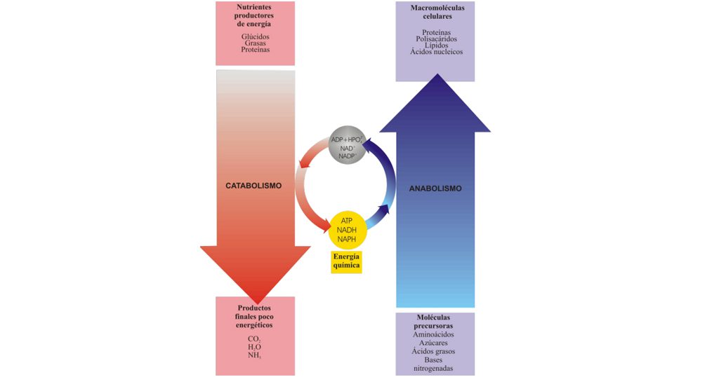 Anabolismo y catabolismo: claves para entender su relación