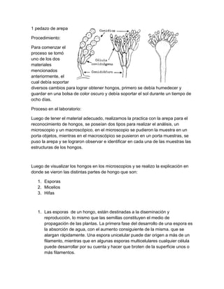 Análisis de la estructura de los hongos
