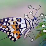Anatomía fascinante de la mariposa