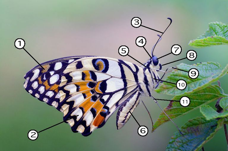 Anatomía fascinante de la mariposa