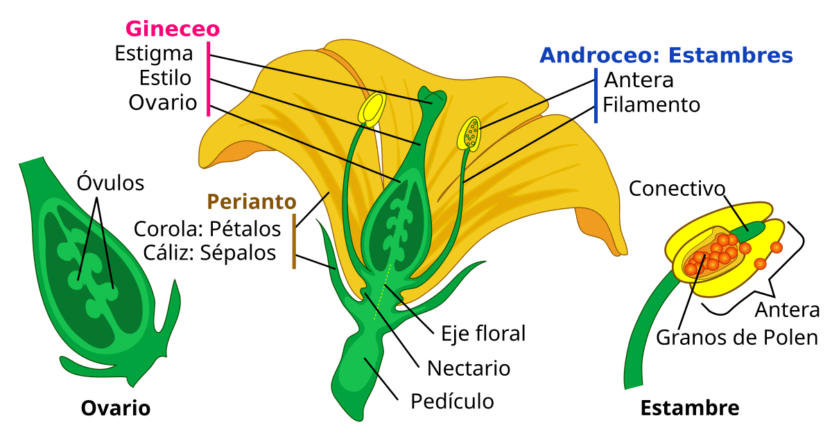 Androceo: funciones y partes esenciales en la reproducción floral