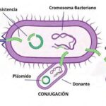 Antibiosis: Concepto y aplicaciones en el mundo microbiano
