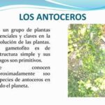 Antoceros: definición características y ejemplos esenciales