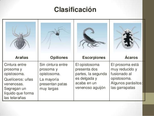 Artrópodos: características clasificación y ejemplos relevantes