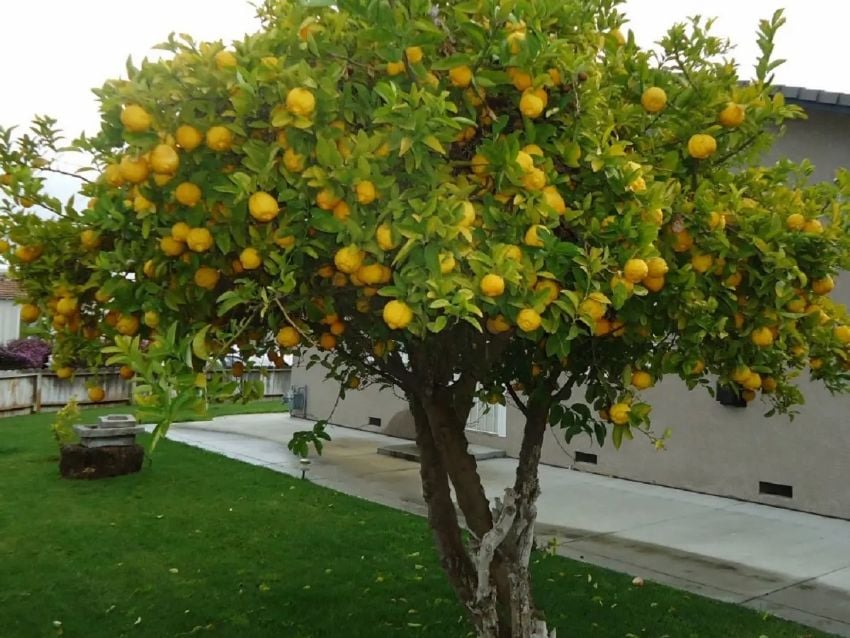 Beneficios de cultivar limonero y lavanda juntos