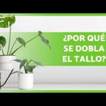 Causas del doblamiento en los tallos de las plantas