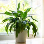 Causas del espatifilo sin flor y cómo lograr que florezca