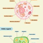 Célula eucariota: definición características partes y funciones esenciales
