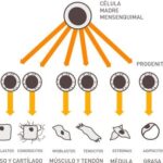 Célula madre: funciones características y aplicaciones fundamentales
