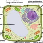 Célula vegetal: definición componentes características y funciones esenciales