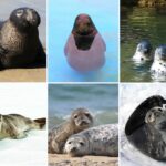Clasificación de las diferentes especies de focas