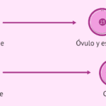 Comparativa entre células haploides y diploides