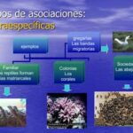 Competencia interespecífica: definición características y casos ilustrativos