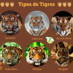 Conoce las distintas especies de tigres