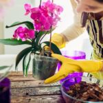 Consejos para preparar abono ideal para orquídeas