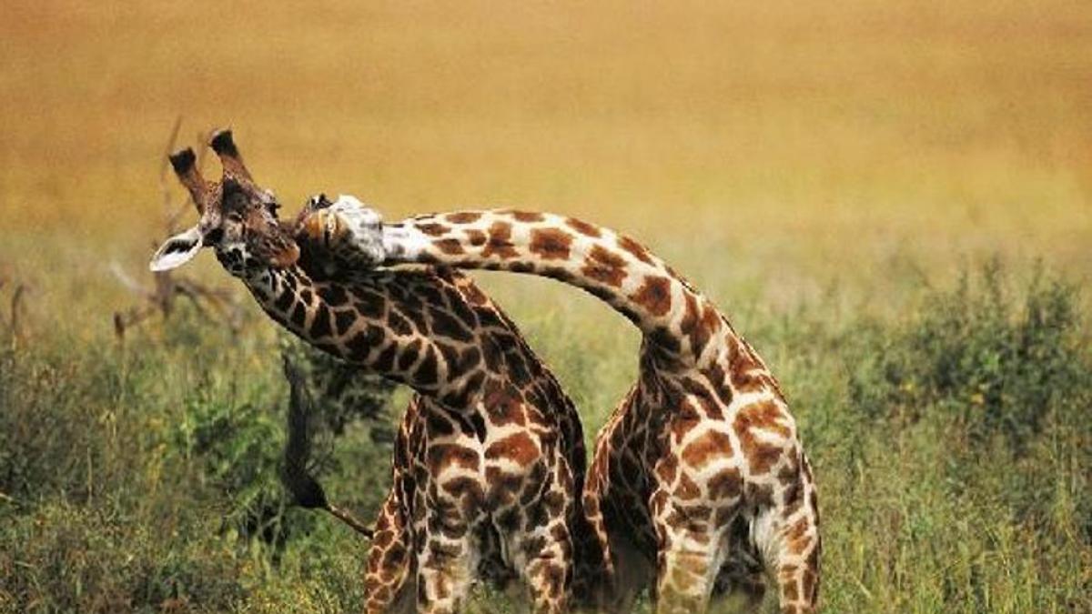 Cortejos en animales: características y ejemplos fascinantes - Ecoarmonia