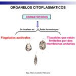 Cromatóforos: características funciones y tipos explicados