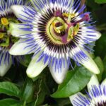 Cuidados esenciales de la Passiflora caerulea flor de la pasión