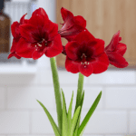 Cuidados esenciales de la planta amarilis o amaryllis