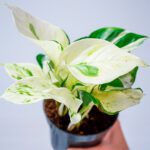 Cuidados esenciales de potos: reproducción y hojas amarillas