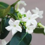 Cuidados esenciales del jazmín de Madagascar