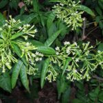 Cuidados esenciales para cultivar dama de noche en maceta