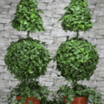 Cuidados esenciales para cultivar hiedra en maceta