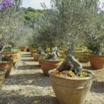 Cuidados esenciales para cultivar un olivo en maceta