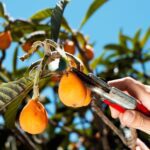 Cuidados esenciales para el árbol del níspero