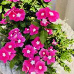 Cuidados esenciales para el Impatiens balsamina: riego y reproducción