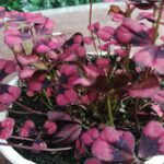 Cuidados esenciales para el Oxalis triangularis