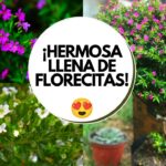 Cuidados esenciales para el trueno de Venus