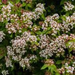 Cuidados esenciales para el Viburnum tinus