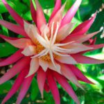 Cuidados esenciales para Epiphyllum anguliger