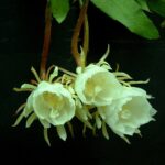 Cuidados esenciales para Epiphyllum oxypetalum