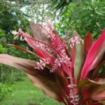 Cuidados esenciales para la Cordyline fruticosa