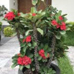 Cuidados esenciales para la Corona de Cristo