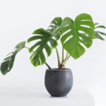 Cuidados esenciales para la Costilla de Adán o Monstera deliciosa