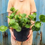 Cuidados esenciales para la Peperomia obtusifolia