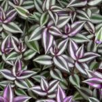 Cuidados esenciales para la planta amor de hombre