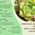 Cuidados esenciales para la planta Echeveria elegans
