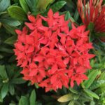 Cuidados esenciales para la planta ixora