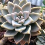 Cuidados esenciales para la planta Madreperla o Graptopétalo