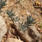 Cuidados esenciales para la planta rayito de sol Lampranthus
