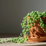 Cuidados esenciales para la planta rosario o Senecio rowleyanus