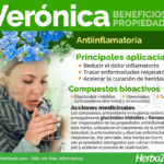 Cuidados esenciales para la Planta Verónica