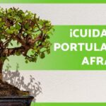 Cuidados esenciales para mantener un árbol de la abundancia